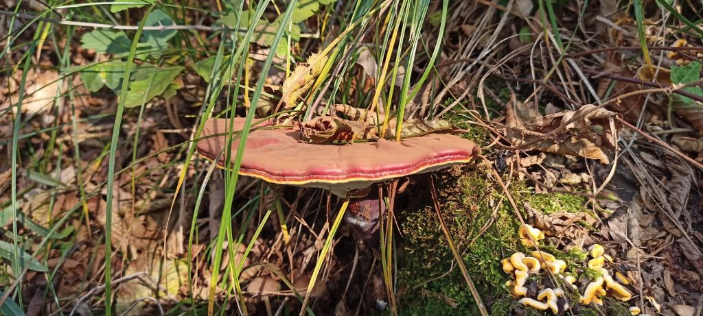 Ganoderma lucidum?